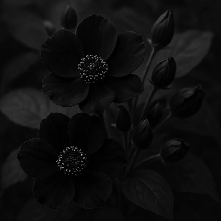 Black Flowers