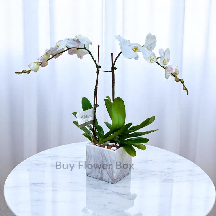 2 White Orchids with Pot