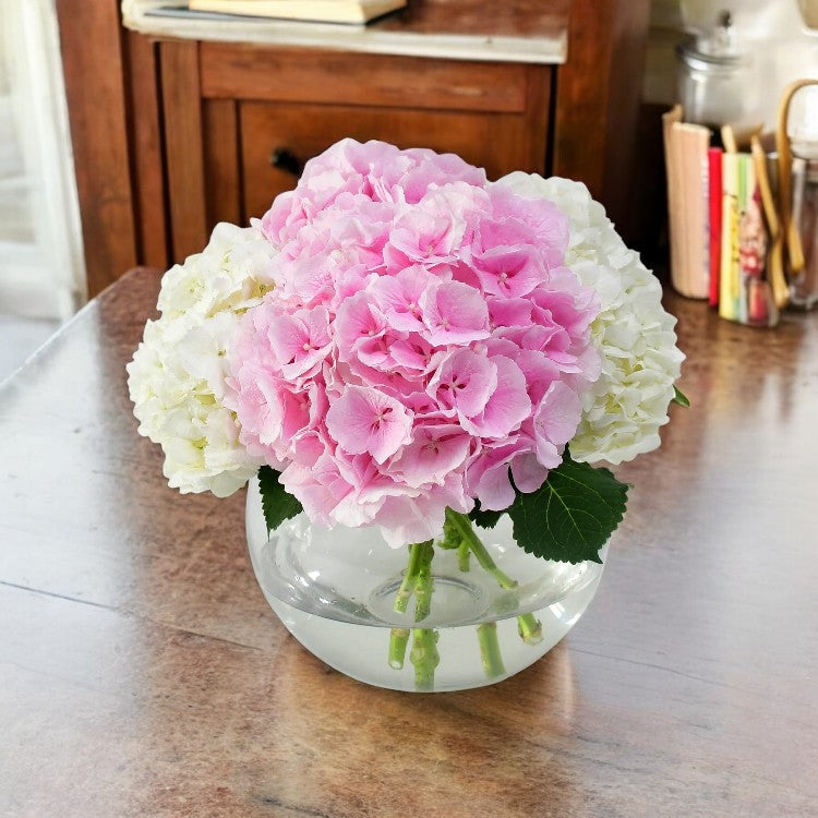 Hydrangea Pink and White