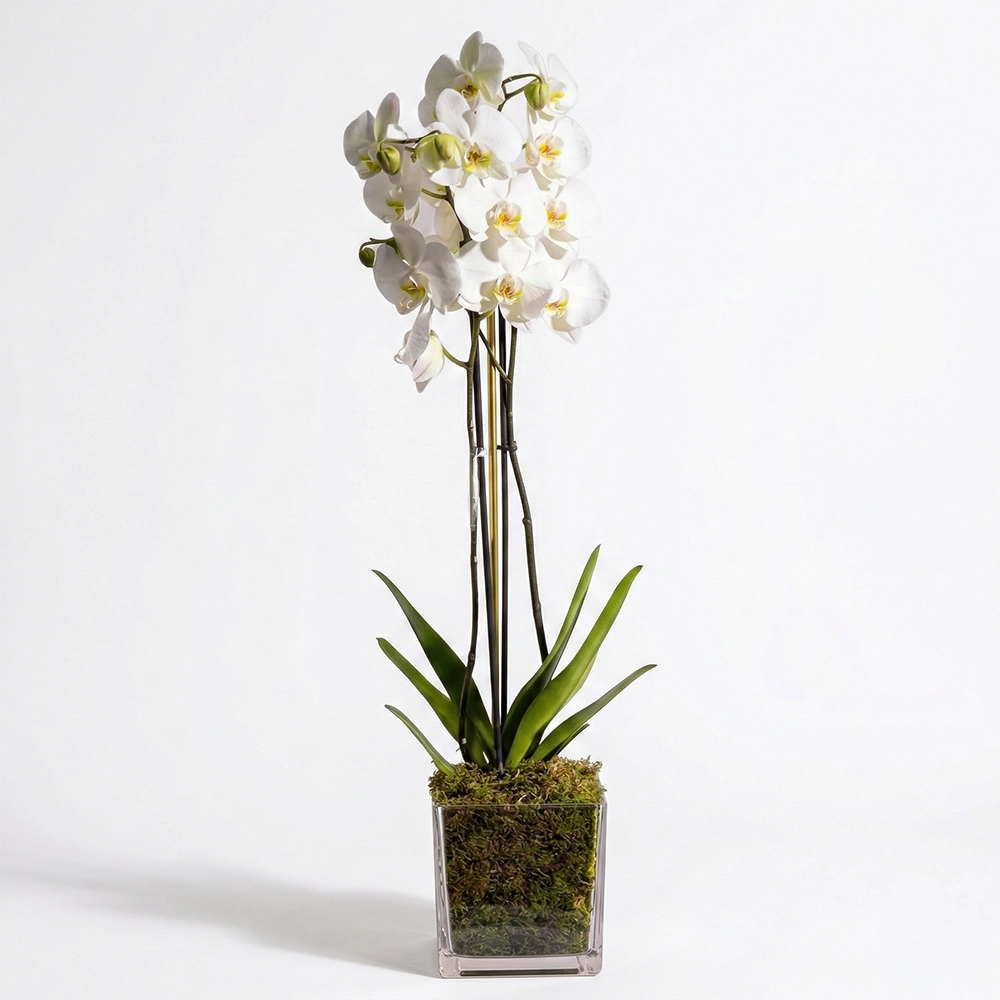 Two stem white Phalaenopsis orchid plant in a glass planter