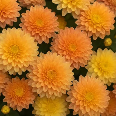 Chrysanthemums
