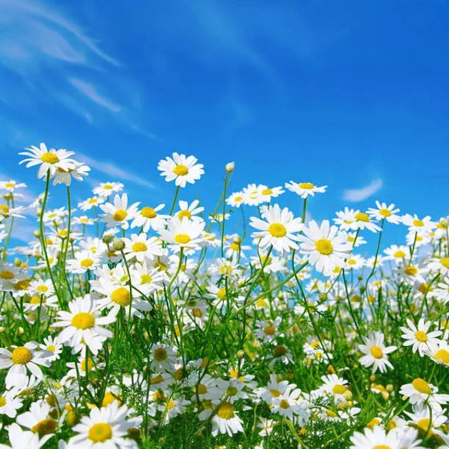 Daisy Delivery in Kuwait