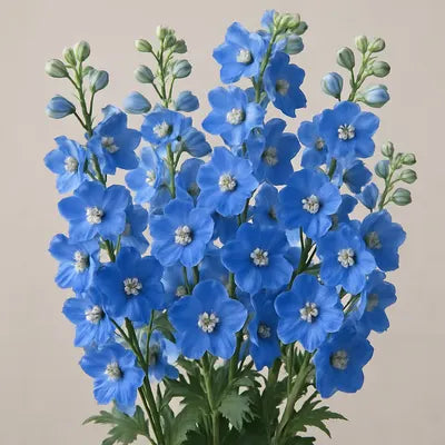 Delphinium