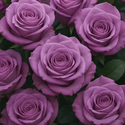 Purple Roses