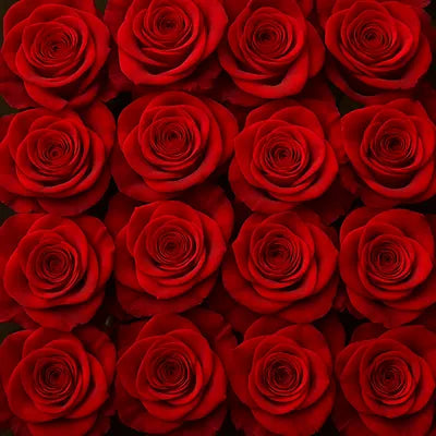 Red Roses