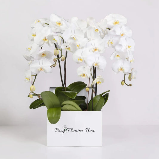 Six stem white Phalaenopsis orchid plant in decorative planter
