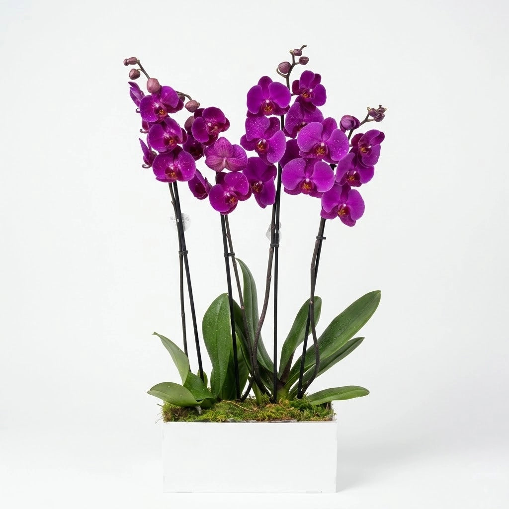 6 Stem Purple Phalaenopsis Orchid Plant
8 Stem Purple Phalaenopsis Orchid Plant
